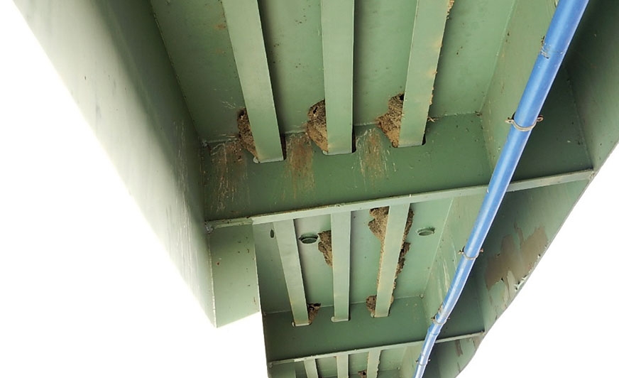 Gniazda pod wspornikiem mostu.