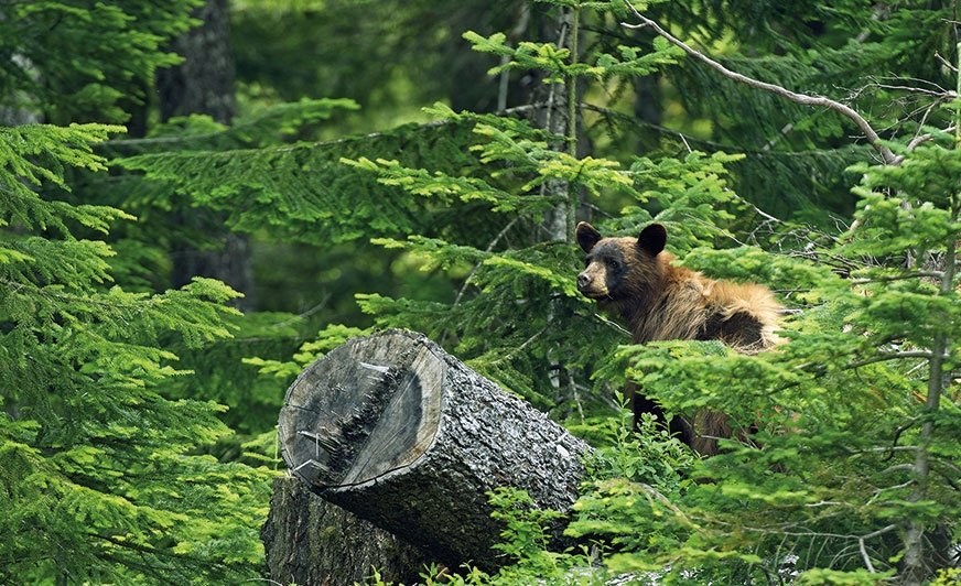 Kluthe Sustainability Management Ltd zarządza 5600 hektarami lasów arkadyjskich w Kanadzie, budując zróżnicowany i odporny na zmiany klimatu ekosystem wiążący ogromne ilości emisji CO2
